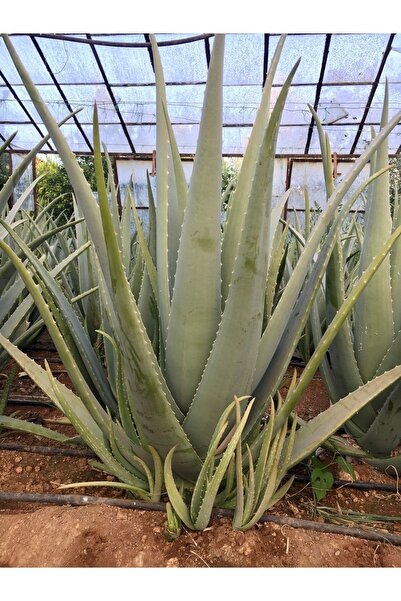Aloe Vera Bitkisi - Salkl ve Doal Bakm