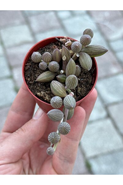 SukuLand Karpuz Tesbih Çiçeği sarkan tür 5,5cm saksıda