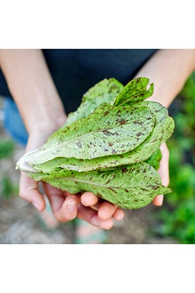 ZENGARDEN EV VE BAHÇE Çilli bebek yaprak marul tohumu flash trout back baby l...