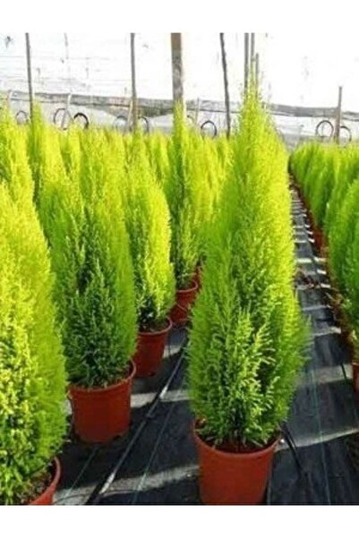 Muzonun bahçesi Limon Çamı Limoni Servi 2 Yaşında Fidan 30-35 Cm Boy