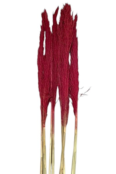 GÜZELYÜZ AVM Kuru Çiçek Pampas 7 Dal 120 cm +- Bordo Renk Dökme Yapmaz