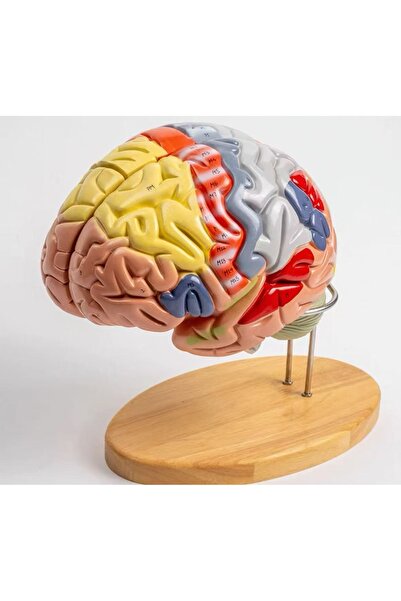Eğitim Maketleri Renkli Beyin Modeli - Beyin Maketi, 4 parça