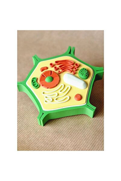 Store Bitki Hücresi Modeli