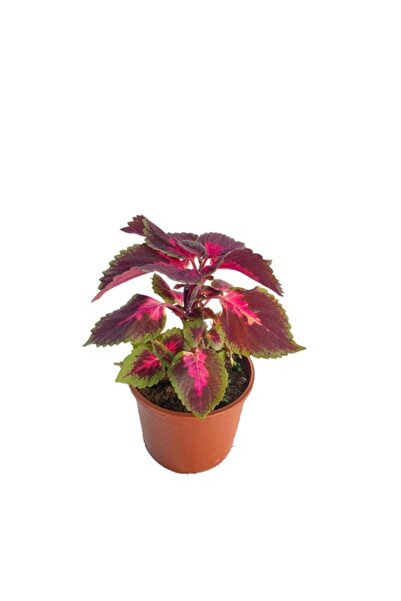 Mimoza Yaprak Güzeli Yaprak Güzeli Çiçeği 10-20 cm