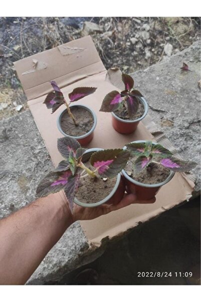 GÜNEŞ AİLESİ ORGANİK TARIM Yaprak Güzeli Çiceği Fidanı 10-20 Cm