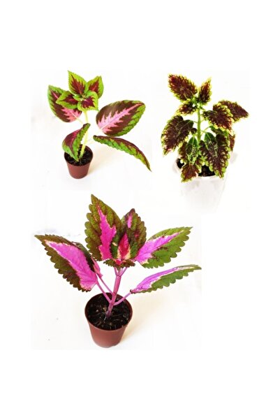 Mimoza Karışık Mix Yaprak Güzeli Set Kolyos 3 Adet