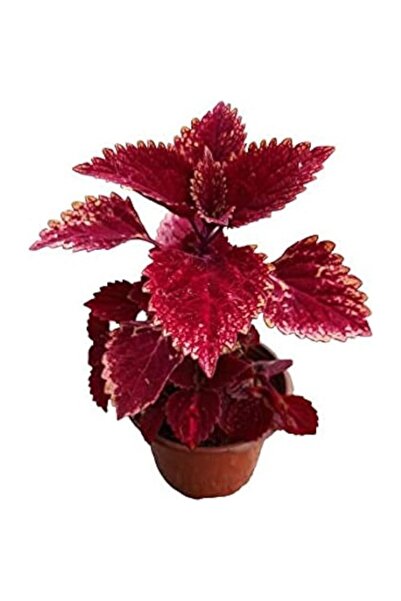 Mimoza Yaprak Güzeli Fidanı Kolyos Bordo 10-20 cm