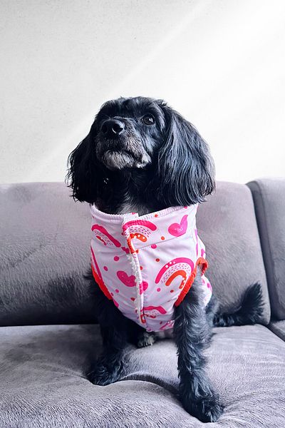 Lorico Double Sided Waterproof Raincoat and Teddy Vest - Pink (Small and Large Breed Dog Vest Coat)