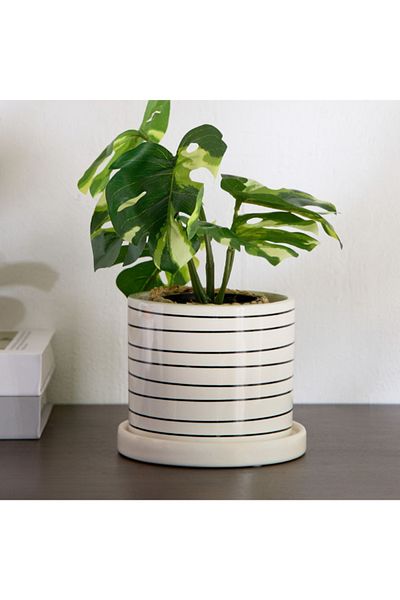 Home Box وعاء نبات فيسوس دولوميت - 11.5 × 11.5 × 10.4 سم