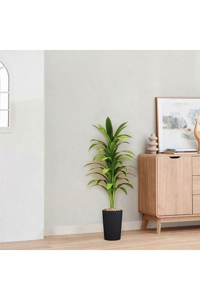 Ebticar Dracaena
