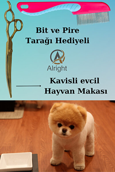 Alright Kavisli Gold Profesyonel Evcil Hayvan Köpek Tıraş ve Tasarım Makası P...