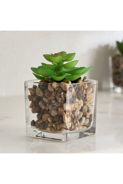 Home Box Tant Glass Potted Succulent - 8x8x9 cm