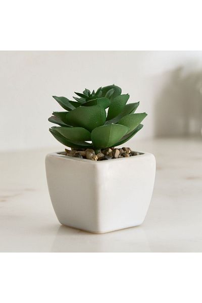Home Box Tant Ceramic Potted Succulent - 7x7x8.5 cm