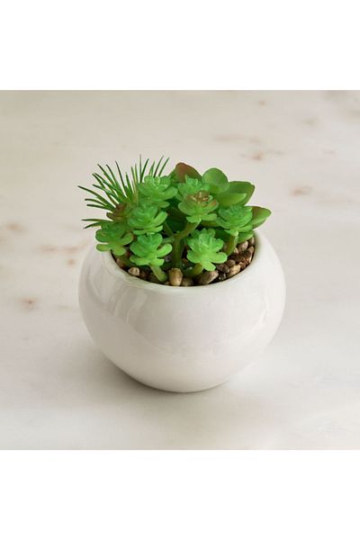 Home Box Tant Succulent Family with Round Ceramic Pot - 12 cm