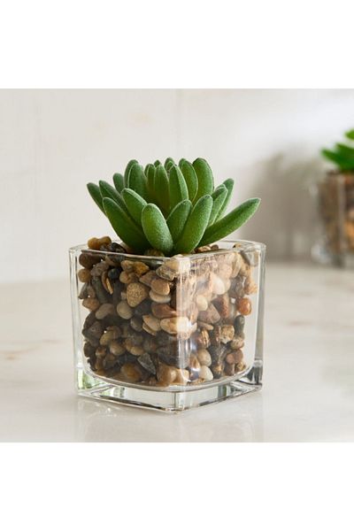 Home Box Tant Glass Potted Succulent - 8x8x9 cm