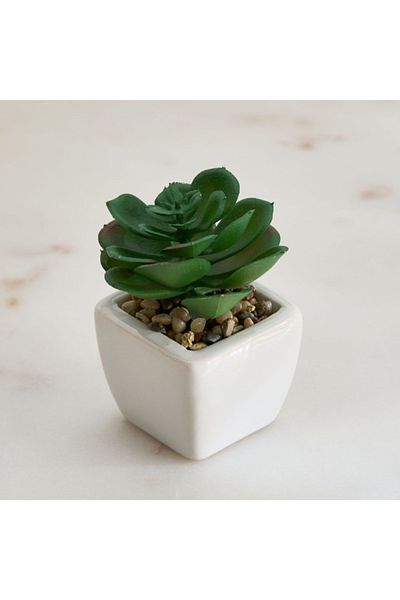Home Box Tant Ceramic Potted Succulent - 7x7x8.5 cm
