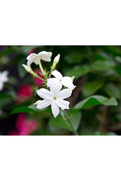 Zambak Botanik Küçük boy Güzel Kokulu Katmersiz Yasemin (Jasminum Sambac)