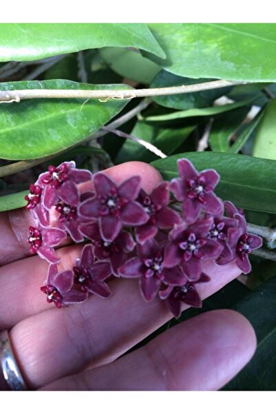 Byaysima Mum Çiçeği Mor Renk hoya Carnosa Kokulu 1.kalite Canlı Saksıda Hediy...