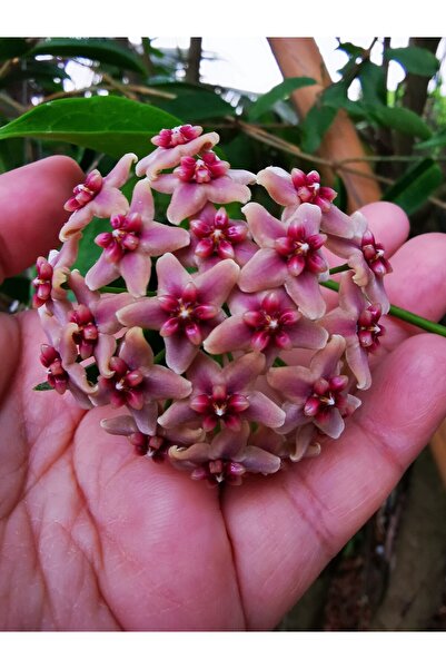 Byaysima Mum Çiçeği Gül Kurusu Renk (hoya Carnosa) Kokulu 1.kalite Hediyelik ...