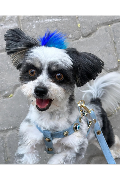 Mon A Paw Nazar Boncuklu Süet Köpek Göğüs Tasması - Mavi