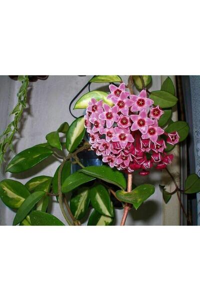 Byaysima Mum Çiçeği 2.Çeşit,1adet Hoya Carnosa Beyaz,1adet Hoya Tricolor Pemb...