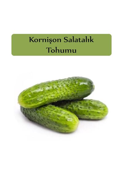 Zencefil Organik Hıyar Tohumu Kornişon 1 Paket Turşuluk Salatalık Tohumu Kapa...