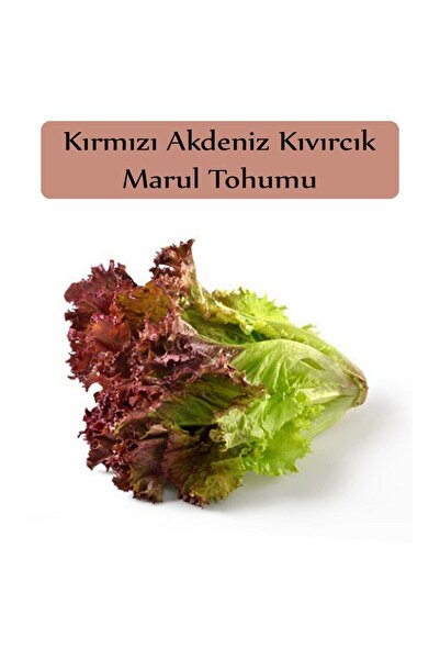 Red Lettuce Seed 1 Pack Mediterranean Curly Seed Closed Pack High Yield Seed