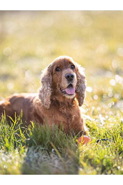 ARMOR COAT Köpek Bakım Spreyi Sandal Ağacı Kokulu 200 ml