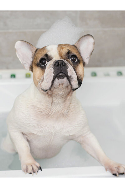 ARMOR COAT Köpek & Kedi Şampuanı Hindistan Cevizi Yağı Özlü Hipoalerjenik 400 ml