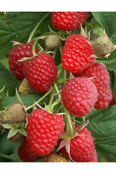 Bitkim Sende Ahududu Fidanı Saksılı Jumbo Yüksek Verimli (soğuğa Dayanıklı) 8...