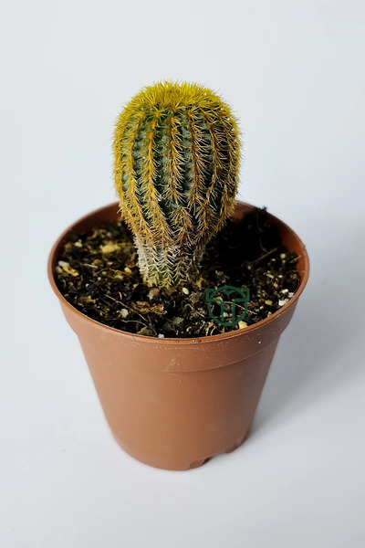 Toptan Kaktüs Frailea Mammifera nadir bulunan kaktüs 5.5 cm saksıda