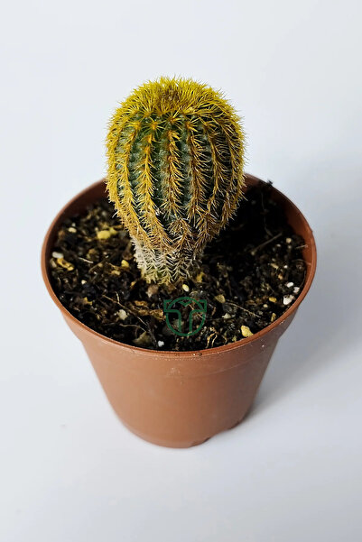 Toptan Kaktüs Frailea Mammifera nadir bulunan kaktüs 5.5 cm saksıda