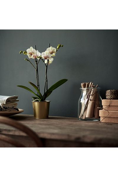 IKEA DAIDAI Plant Pot, Brass-Colour, 9 cm, Metal Pot for Small Plants, Modern Home Décor