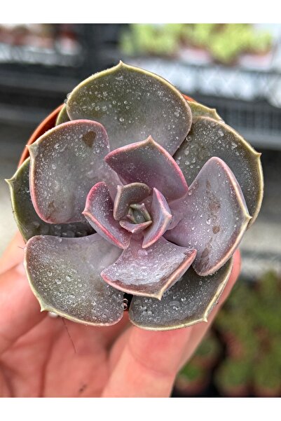 SukuLand Echeveria Perle Özel Tür Sukulent 5,5cm Saksıda