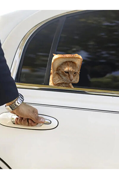 Quun Autocolant adeziv Crazy Cats 4 - Mașină, laptop, Macbook, iPad, tabletă