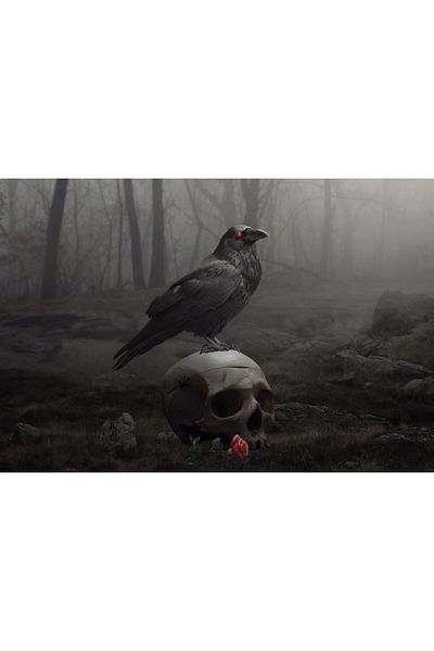 OEM Poster Raven Bird, 61x90cm, poster1829, Zumzeria ®