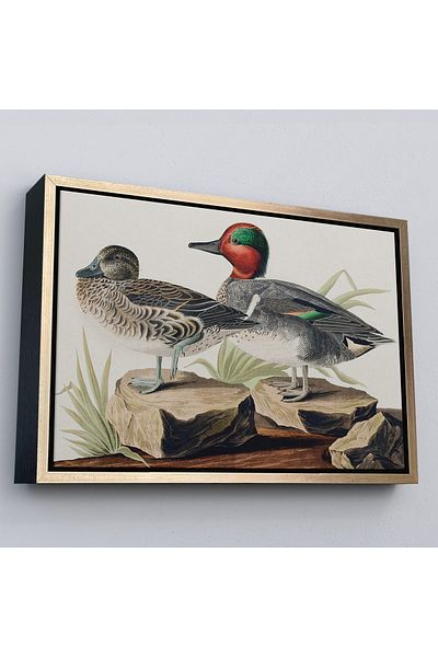 Harita Sepeti Pictură „Păsările din America” de John James Audubon cu cadru auriu