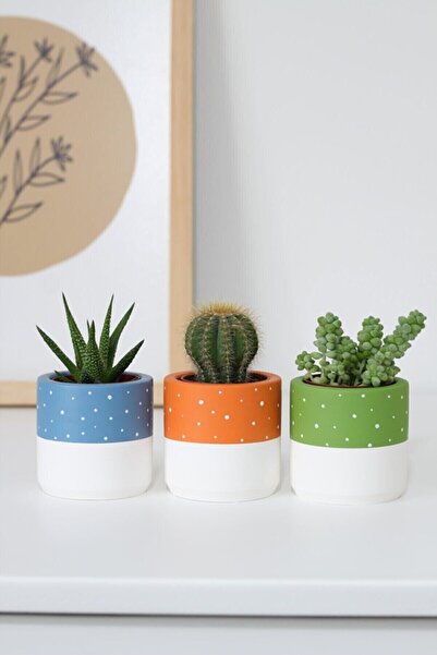 Perazayn Üçlü Beton Saksı Seti | Puantiyeli Beton Saksı Modeli - Kaktüs&sukul...