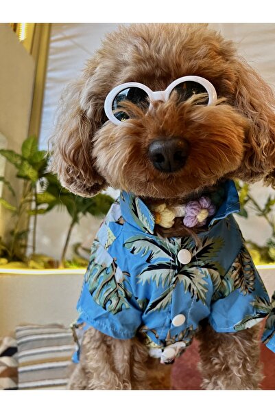 Butik Köpek gömlek