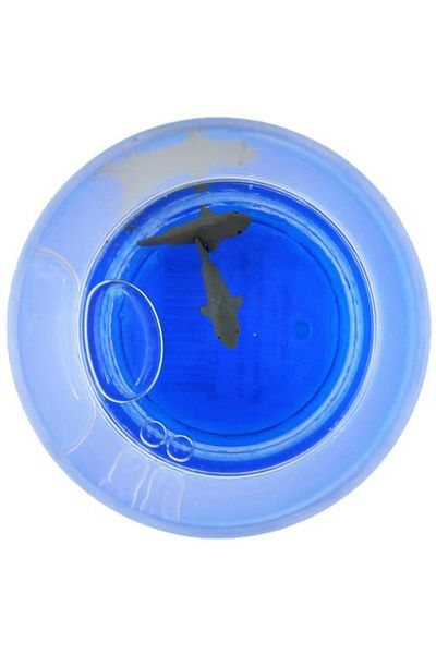 BM GİFT DESİGN Floating Figurine Glass, Blue, Shark Pattern, 250ml