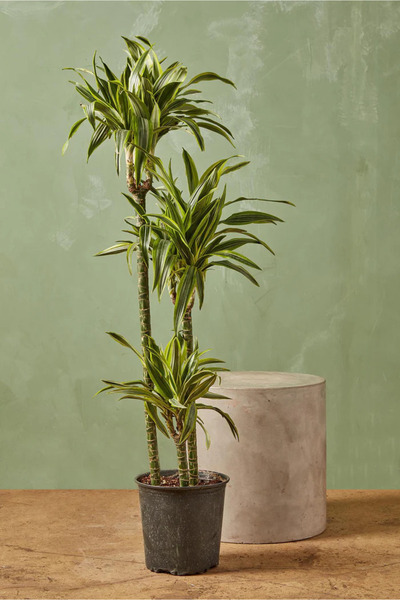 Fintarla Dracaena Dremensis Lemon Lime 3 Gövdeli 100-130 cm Salon Bitkisi