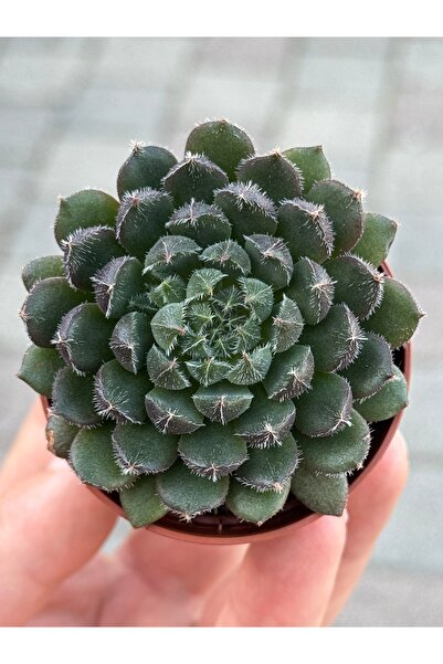 SukuLand Echeveria Scorpion tüylü özel tür sukulent 5,5cm saksıda