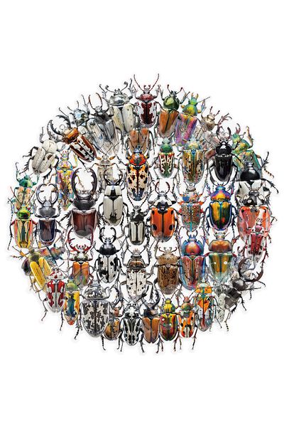 Choice 50PCS 50pcs Cute Cartoon Insect Beetle Stickers PET for Toy DIY Luggage Laptop Guitar Skateboard Pho
