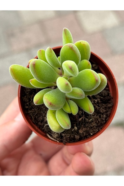 SukuLand Crassula Rogersii tüylü koleksiyonluk özel tür sukulent 5,5cm saksıda