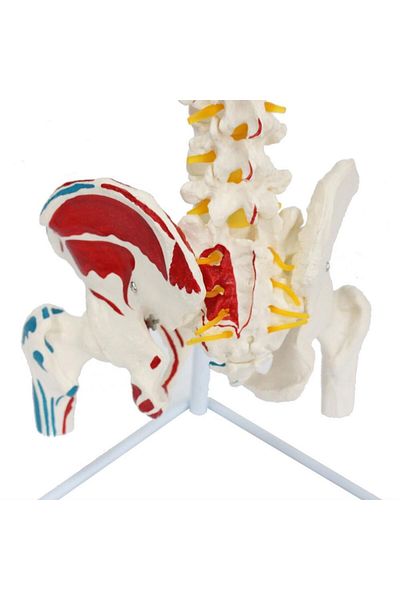 MAXİ 85 Cm Model 17 - Spine Model