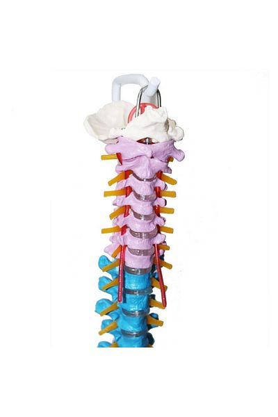MAXİ Spine Model 85 Cm Model 19