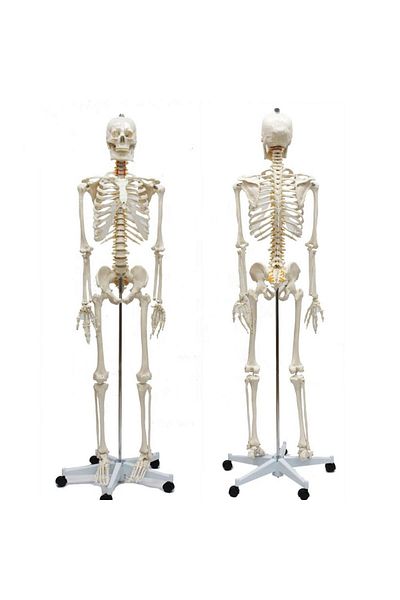 MAXİ Full Skeleton Model 170 Cm Model 10