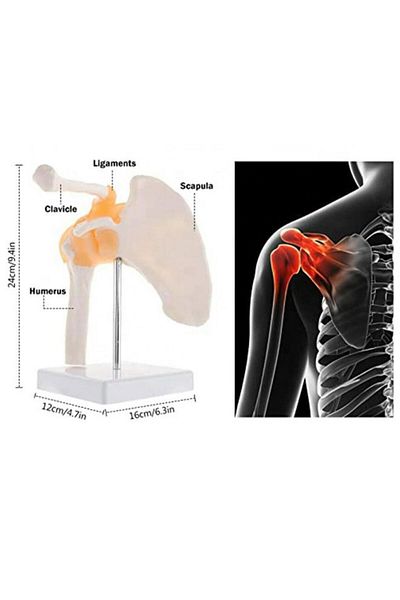 Naturachi Spine Shoulder Model 30