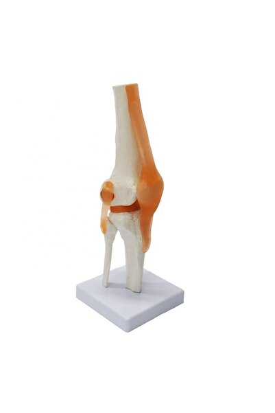 Naturachi Omurga Diz Maketi Model 27