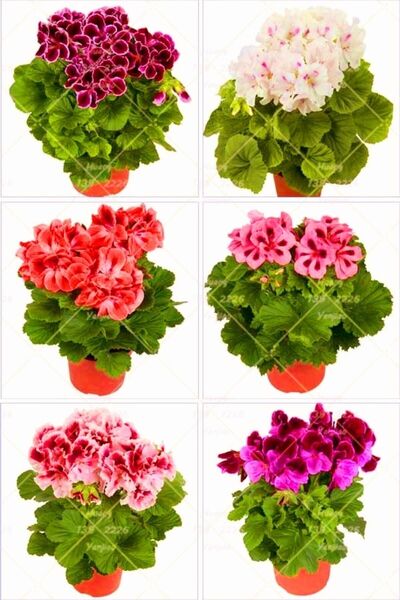 Bitkim Sende Videolu Karışık Renkli Canlı 2 Adet Sardunya Fidesi 20-40cm Saks...